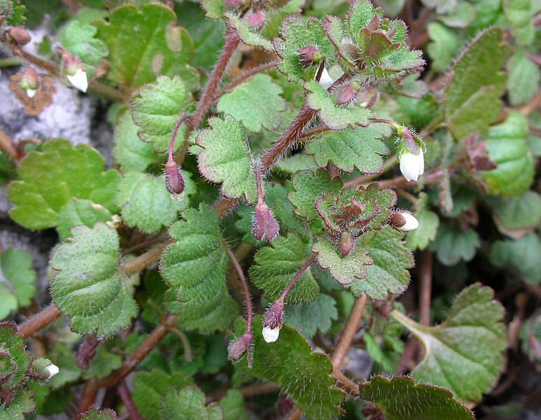 Veronica cymbalaria / Veronica a foglie di Cimbalaria